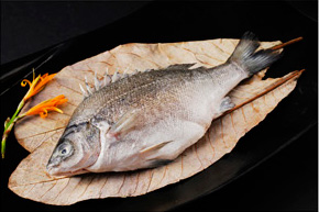 貴妃魚(澳洲銀鱸國寶魚)